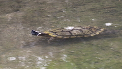 Trachemys scripta elegans
