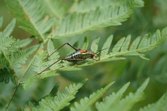 Barbitistes serricauda