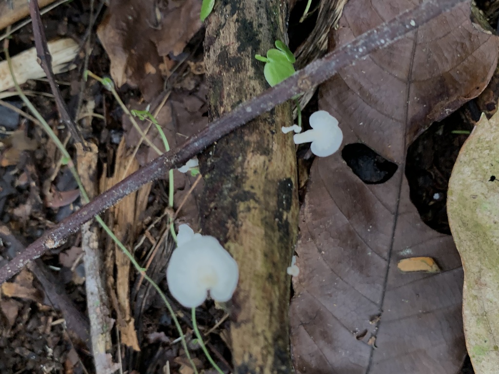 Favolus Brasiliensis From Shushufindi Sucumbios Ec On June At Am By Diana