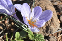 Crocus cancellatus