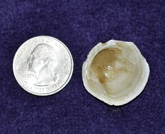 Phacoides pectinatus
