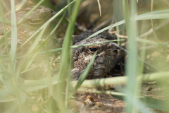 Indian Nightjar photo 4