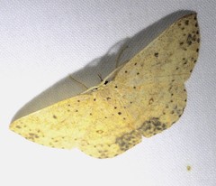 Perixera porphyropis