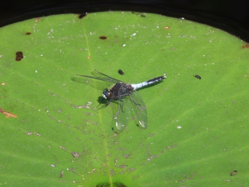 Lilypad Whiteface, 9256 Ryptsjerk, Netherlands, photo 9 of 10