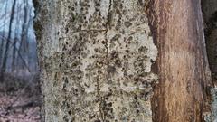 Cryptococcus fagisuga