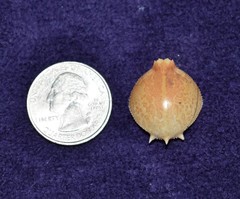 Persephona aquilonaris