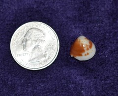 Laevicardium mortoni