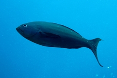 Cephalopholis colonus