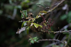 Alectryon excelsus excelsus