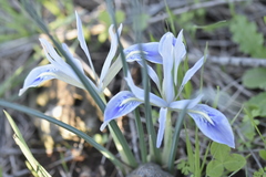 Iris vartanii