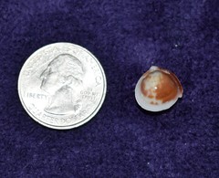 Laevicardium mortoni