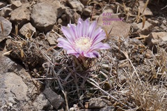 Echinofossulocactus tetraxiphus