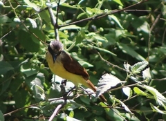 Pitangus sulphuratus