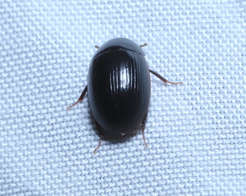 Helocombus bifidus photo 2