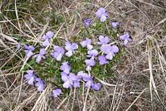 Viola bertolonii