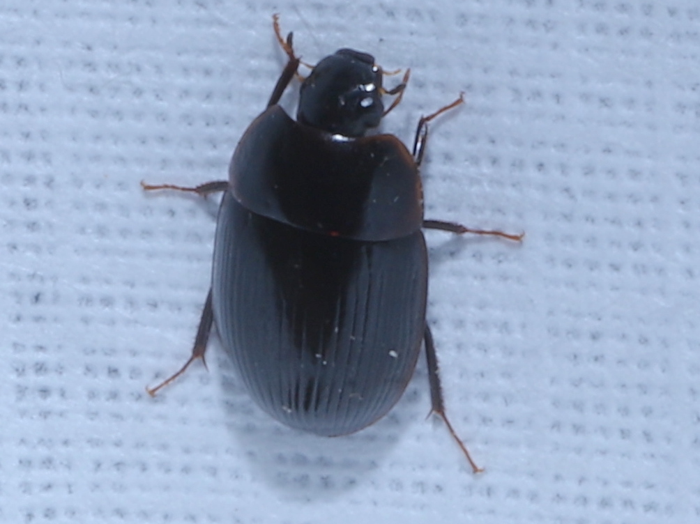 Cymbiodyta bifida
