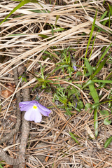 Viola bertolonii