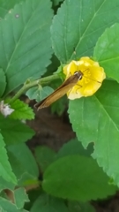 Synapte malitiosa