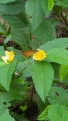 Synapte malitiosa