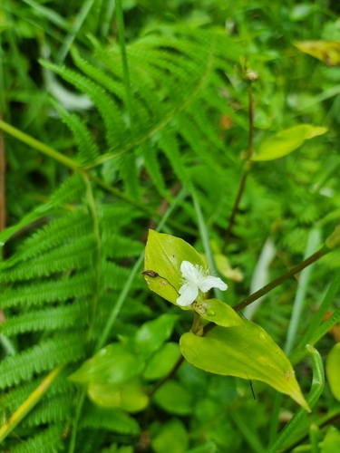 Tradescantia fluminensis image