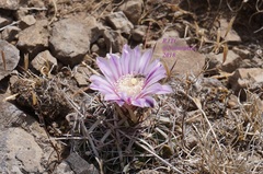 Echinofossulocactus tetraxiphus