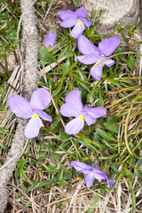 Viola bertolonii
