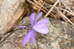 Viola bertolonii