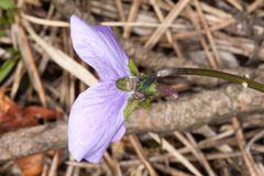 Viola bertolonii