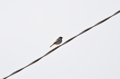 Phoenicurus ochruros gibraltariensis
