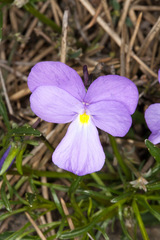 Viola bertolonii