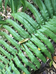 Blechnum chilense