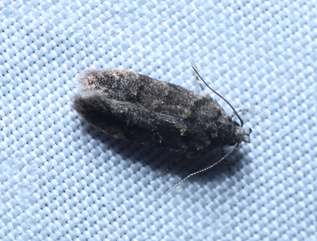 White-banded Pubitelphusa Moth