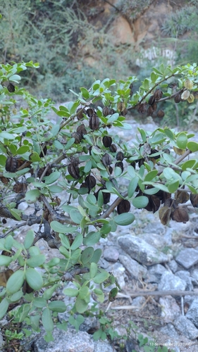 Bulnesia foliosa (Bulnesia foliosa)