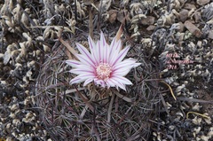 Echinofossulocactus tetraxiphus