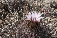 Echinofossulocactus tetraxiphus