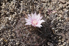 Echinofossulocactus tetraxiphus