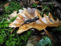 Salamandrina perspicillata