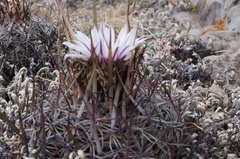 Echinofossulocactus tetraxiphus