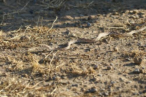 Werner's Diadem Snake