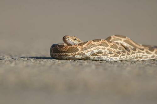 Werner's Diadem Snake