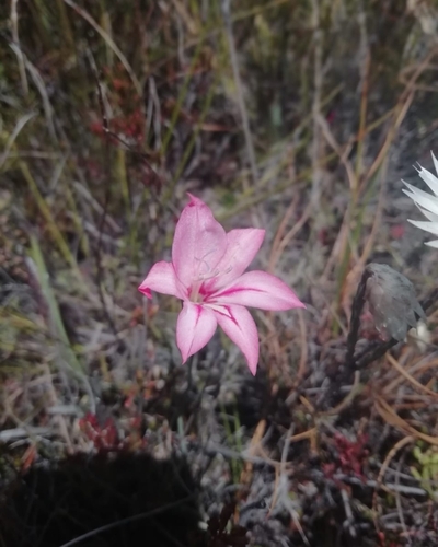 Image of Gladiolus oreocharis by (c) Barbara le Roux, some rights reserved (CC BY-SA)