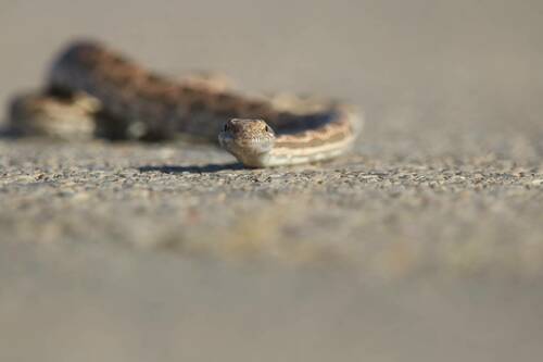 Werner's Diadem Snake
