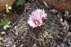 Echinofossulocactus zacatecasensis