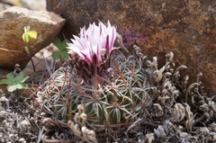 Echinofossulocactus zacatecasensis