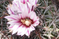 Echinofossulocactus zacatecasensis