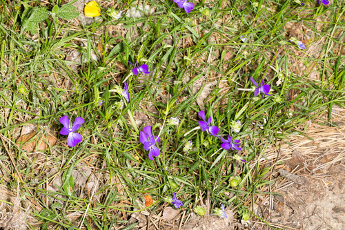 Corsican violet (Viola corsica)