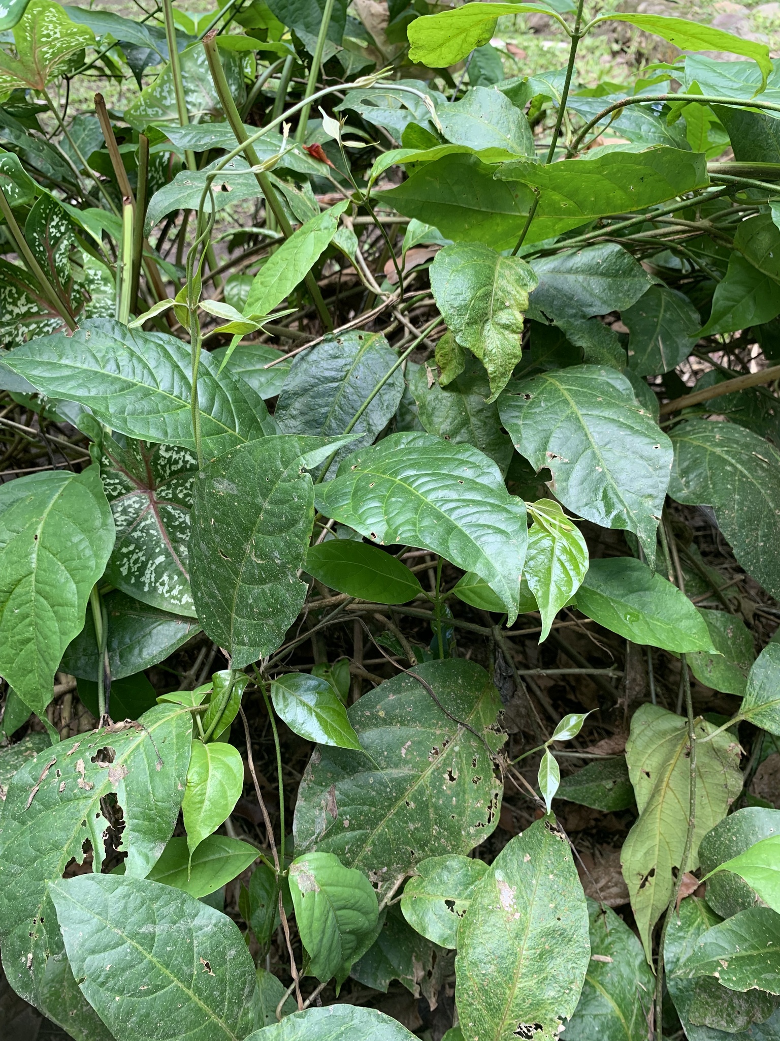 Imagem de Mariri