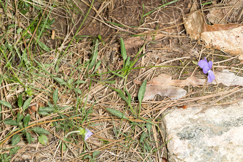 Viola corsica, photograph 6