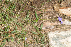 Viola corsica