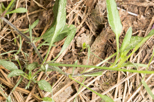 Viola corsica, photograph 4
